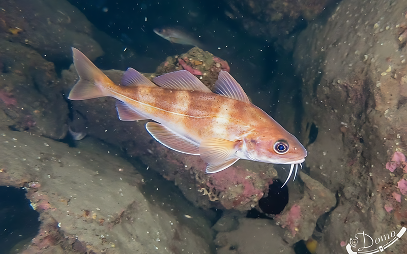 Underwater coral reef diving