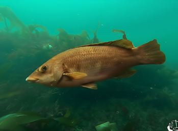 Golden Wrasse